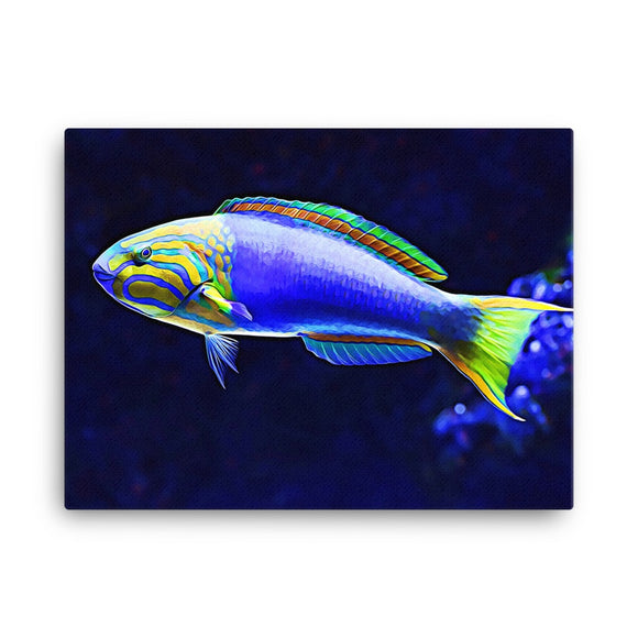 Photo of Banana Wrasse Reef Safe Canvas hanging on a white wall. This canvas features Thallasoma lutescens a Yellow and Purple wrasse fish from the Indian and Pacific Oceans. It is also known as the Yellow-Brown or Sunset Wrasse in the Aquarium Trade.