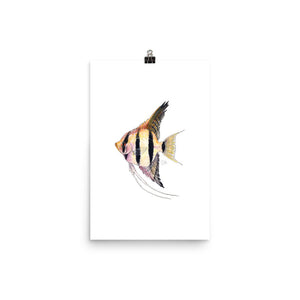 Pterophyllum scalare Angelfish Art Print