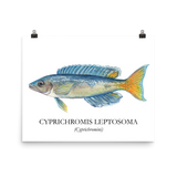 Cyprichromis Leptosoma Print